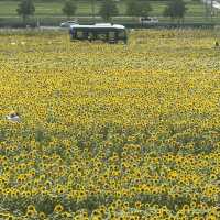 \無料/絶景40万本のひまわり畑🌻✨らんらんバス時刻表付き🚎🌻iPhone撮影も最後にあるよ📱🌻