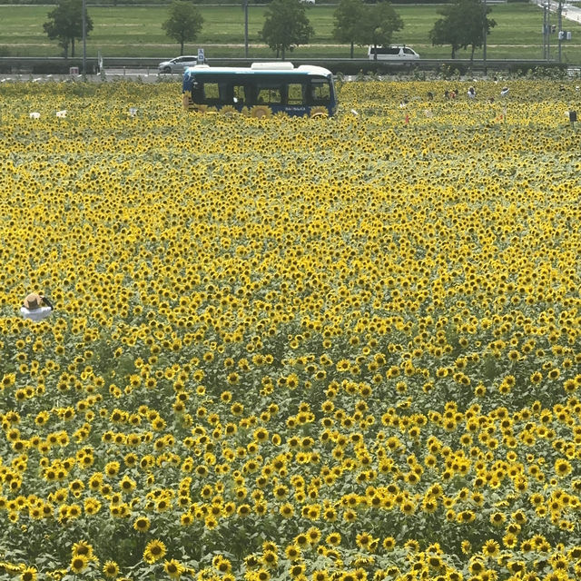 \無料/絶景40万本のひまわり畑🌻✨らんらんバス時刻表付き🚎🌻iPhone撮影も最後にあるよ📱🌻