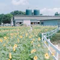 【千葉】関東のひまわり畑に行くなら「成田ゆめ牧場」へ🐮