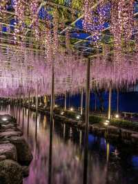 〜愛知県〜藤のシャワーが絶景すぎる公園✨