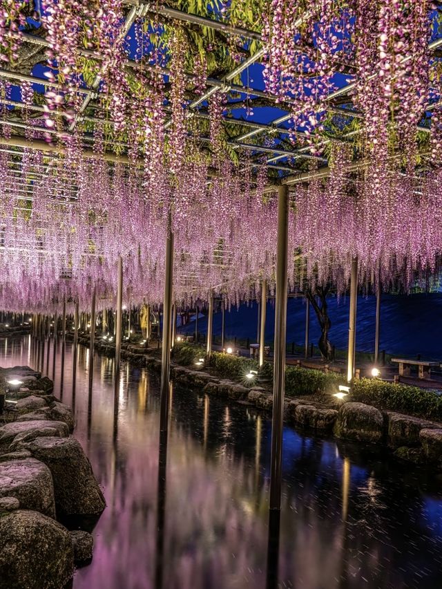 〜愛知県〜藤のシャワーが絶景すぎる公園✨