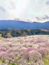 〜三重県津市〜絶景！いなべ梅林公園