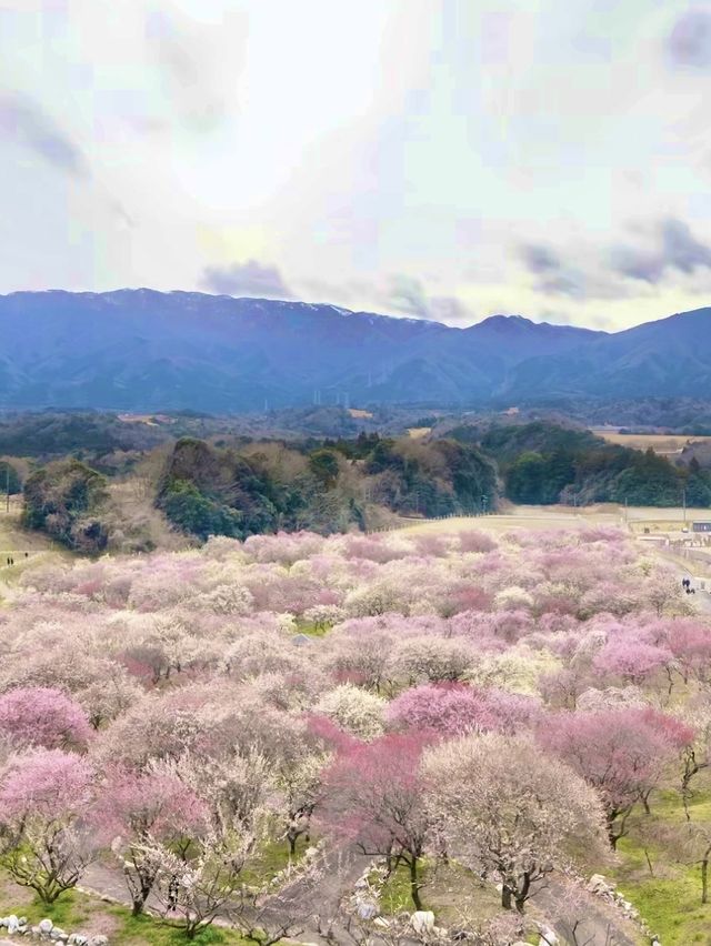 〜三重県津市〜絶景！いなべ梅林公園
