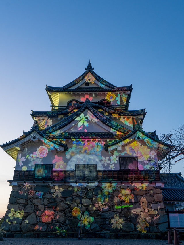 〜滋賀県〜彦根城ライトアップ✨花に包まれるpjマッピング