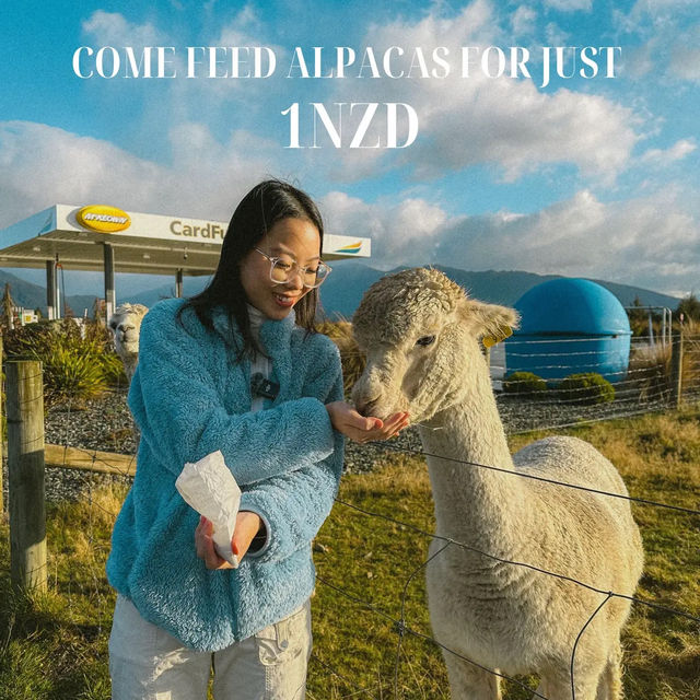 FEED LLAMA FOR ONLY 1NZD
