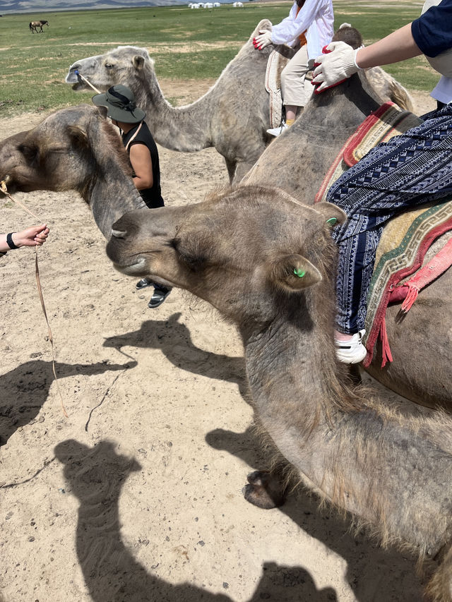 모래썰머 + 낙타체험이 가능한 몽골 미니사막🐫