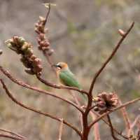 Kruger National Park: A Thrilling Safari Experience in the Heart of Africa