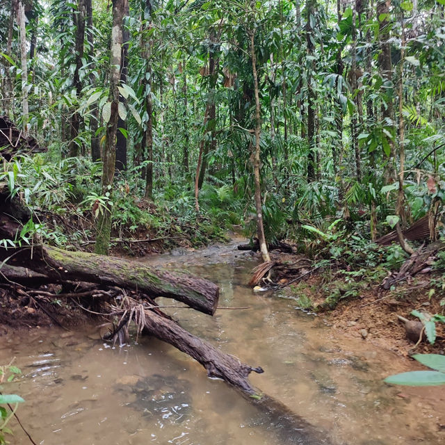 Daintree Rainforest: A Journey into Australia’s Pristine and Ancient Wilderness