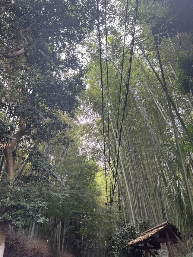 京都古鄉風情🤓嵐山感受舊有日本風情😎著名渡月橋🙊