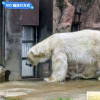 日本東京-大人小孩都喜歡的動物明星：上野動物園