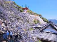 藥王寺櫻花