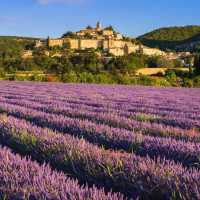 Lavender Fields of Provence: A Purple Paradise
