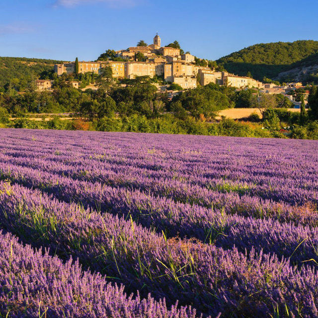 Lavender Fields of Provence: A Purple Paradise