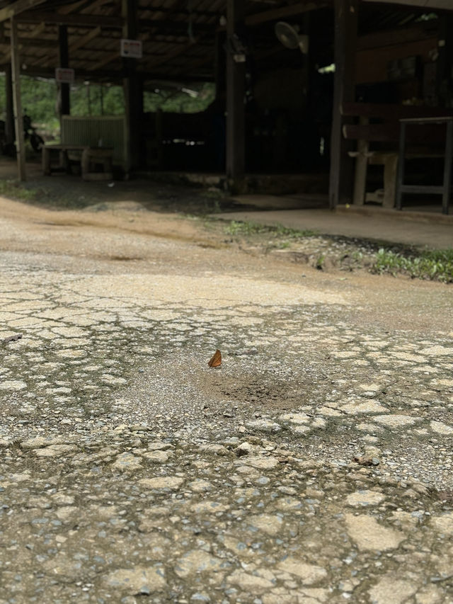 แหล่งผีเสื้อ | อ.เชียงดาว 🏡🌿🌧️🦋
