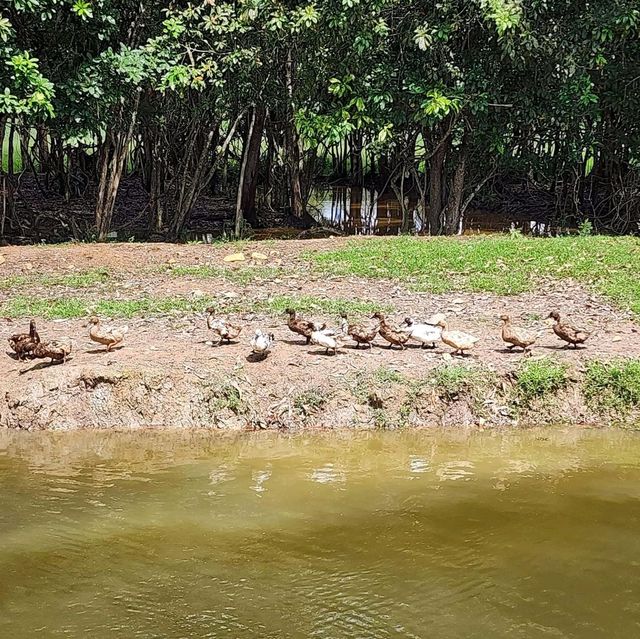 สะพานชมกวางหนองใหญ่ ชุมพร 🦌