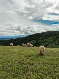 Cafe สุดฮิต Akha Farmville ไปกอดน้องแกะกัน!!