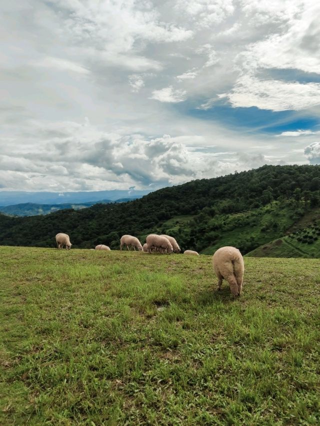 Cafe สุดฮิต Akha Farmville ไปกอดน้องแกะกัน!!