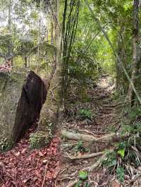 A Serene Morning Hike Through the Pristine Forest of Mount Singai