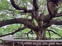 🌳 ต้นจามจุรียักษ์