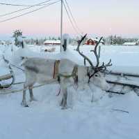 Reindeer, Wilderness, and Magic: A Jaakkola Backpacking Adventure 🇫🇮