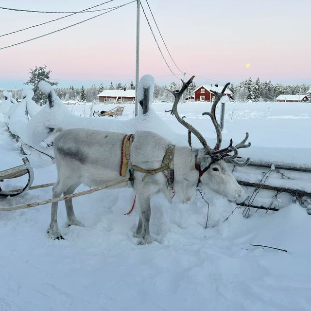Reindeer, Wilderness, and Magic: A Jaakkola Backpacking Adventure 🇫🇮