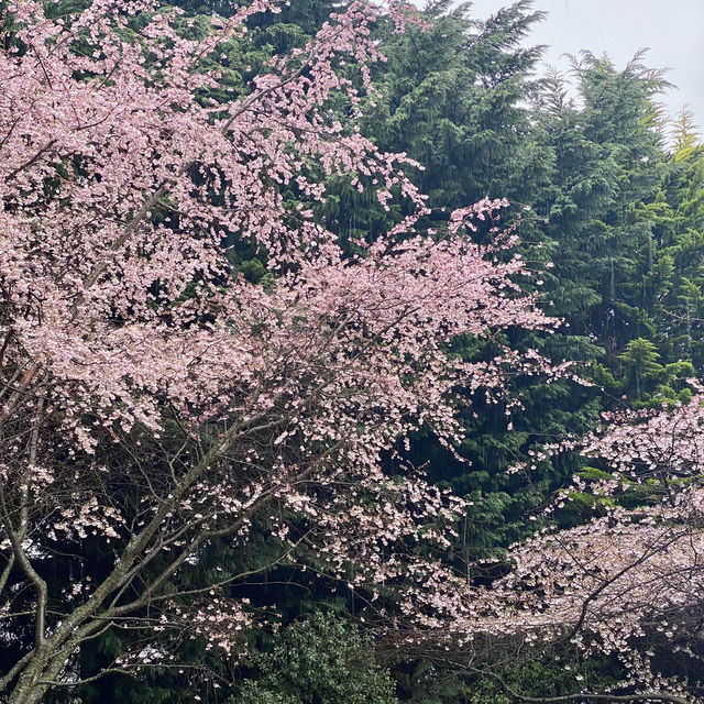 皇后鎮的春天