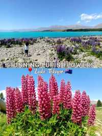 🇳🇿 Stunning Lupin Flowers📍Lake Tekapo 🇳🇿