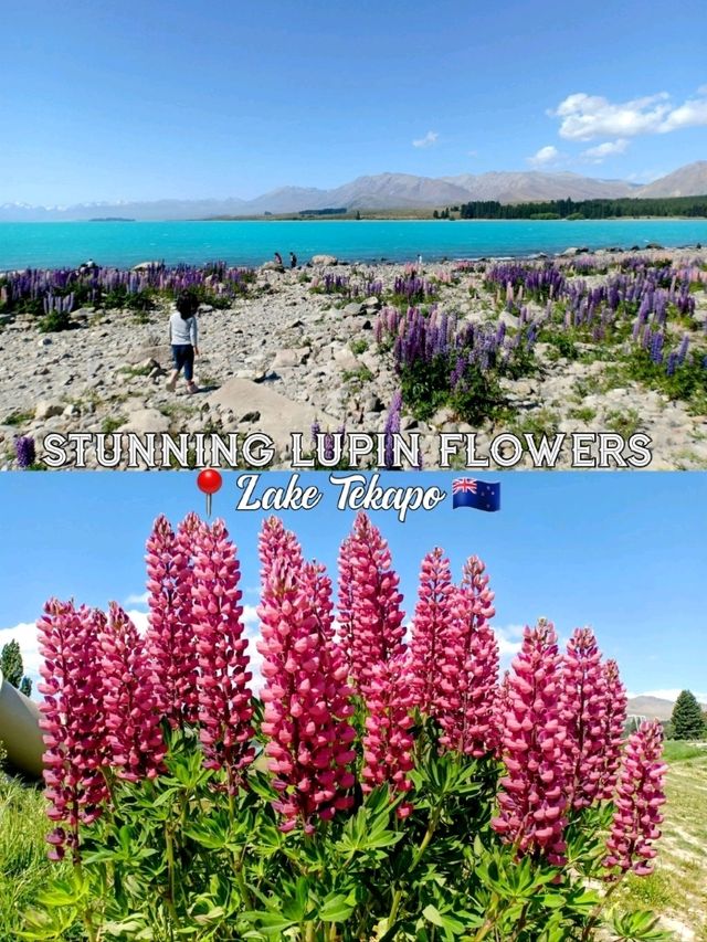 🇳🇿 Stunning Lupin Flowers📍Lake Tekapo 🇳🇿