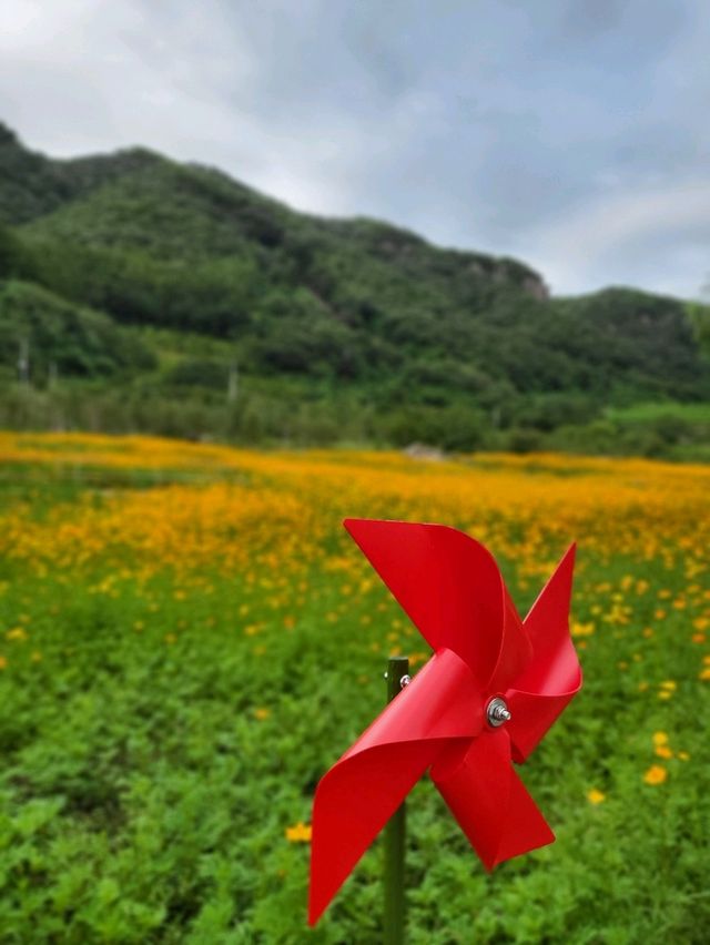 황화코스모스 가득핀 연천 재인폭포