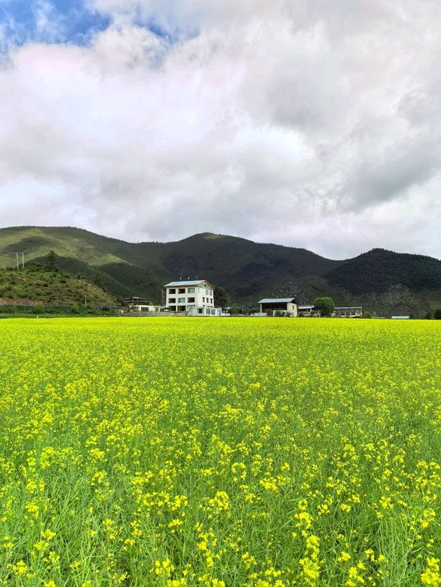 Living in My Dream of Canola Flower Field in Shangri-La