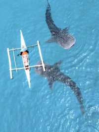 🇵🇭What an adventure to swim with whale sharks in Oslob! 
