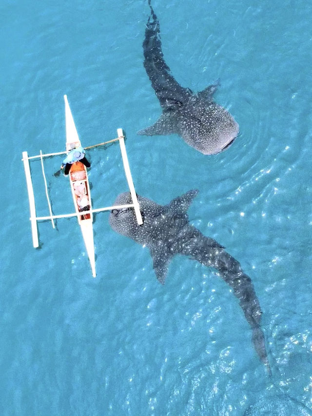 🇵🇭What an adventure to swim with whale sharks in Oslob! 