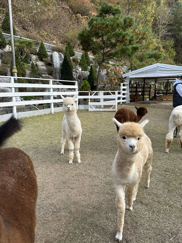 알파카를 숙소에서 만날 수 있다니?🦙