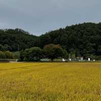 경북 봉화 가볼잔한곳 닭실마을 청암정