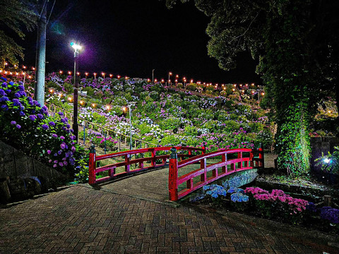 愛知】絶景！10000株の紫陽花が咲き誇るあじさいの里✨ | Trip.com 蒲郡