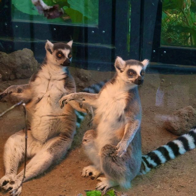 旭川景點｜亞洲觀賞極地動物最近的動物園—旭川動物園