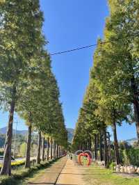 예산 가을여행 메타세콰이어길 추천해요 🌴