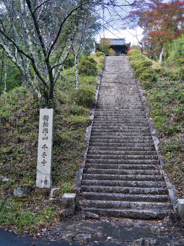 【ここ行って】本当は教えたくない🙅眺めもいい🤩山の上で見るイチョウ✨