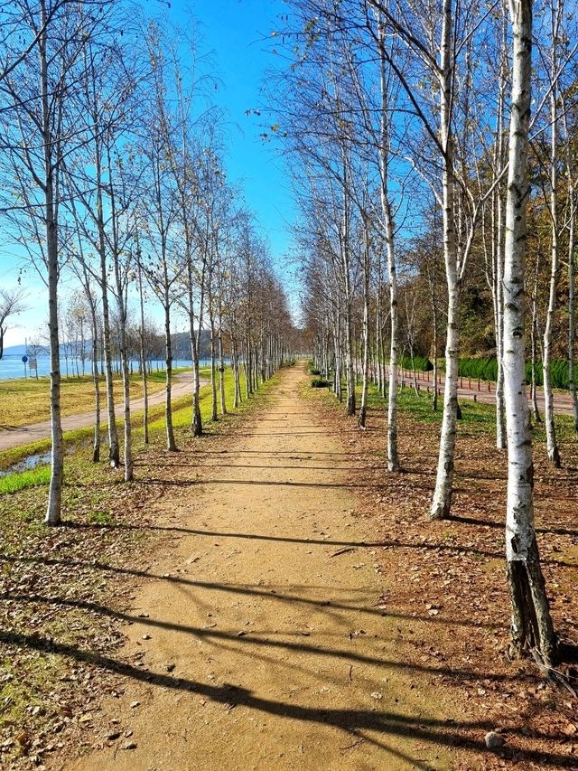 자작나무 숲길이 아름다운 남양주 한강 힐링 장소🏞