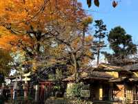 🍁上野公園銀杏黃 🍂金葉飄舞隨風翔