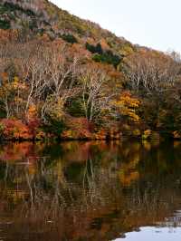 【日光】湖畔で眺める紅葉景色🍁