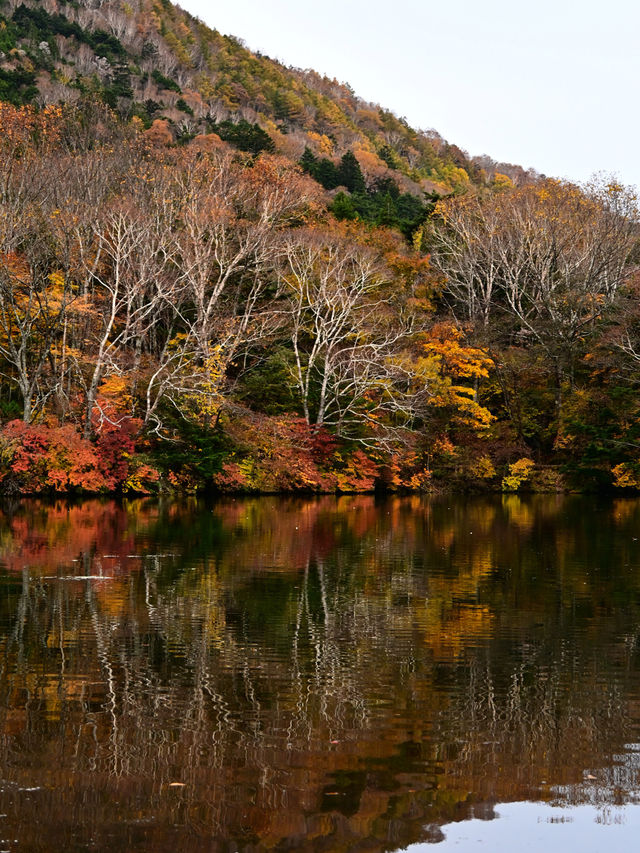 【日光】湖畔で眺める紅葉景色🍁
