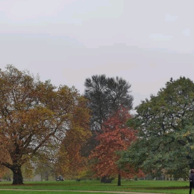 Golden Moments: Autumn in Hyde Park