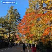 金黃漫紅，日本東北賞銀杏景點分享