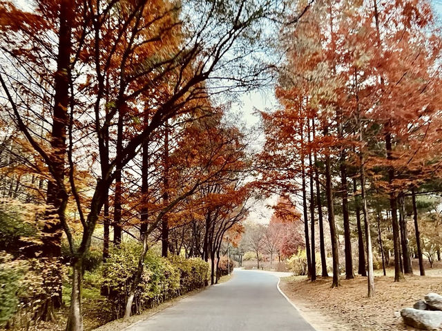 雲間漫步：天空公園的自然絮語