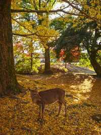 【奈良】銀杏も紅葉も見れる、おすすめの紅葉スポット