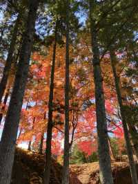 《松島》美しき紅葉を探しに🍁