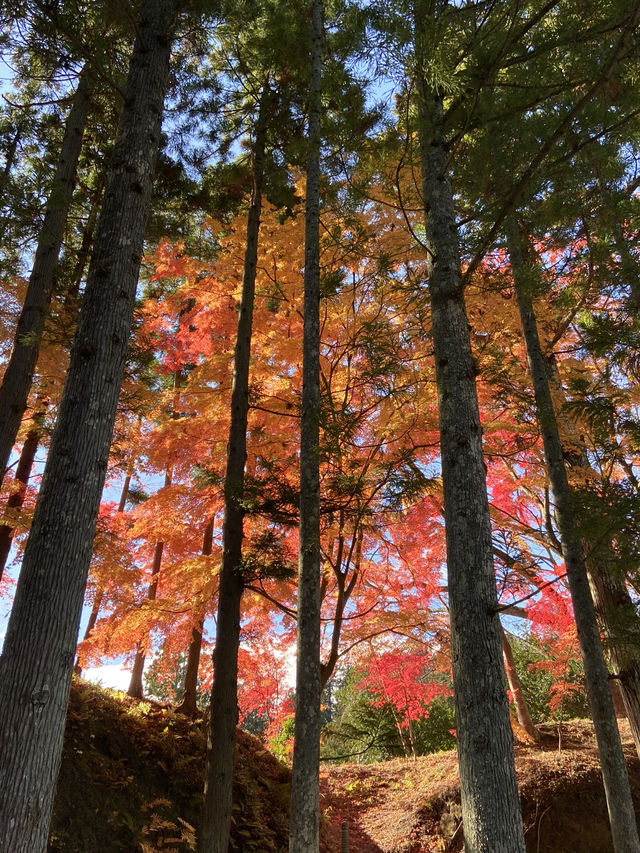 《松島》美しき紅葉を探しに🍁