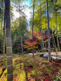 京都嵯峨野の紅葉名所😊🍁小倉山の常寂光寺🍁
