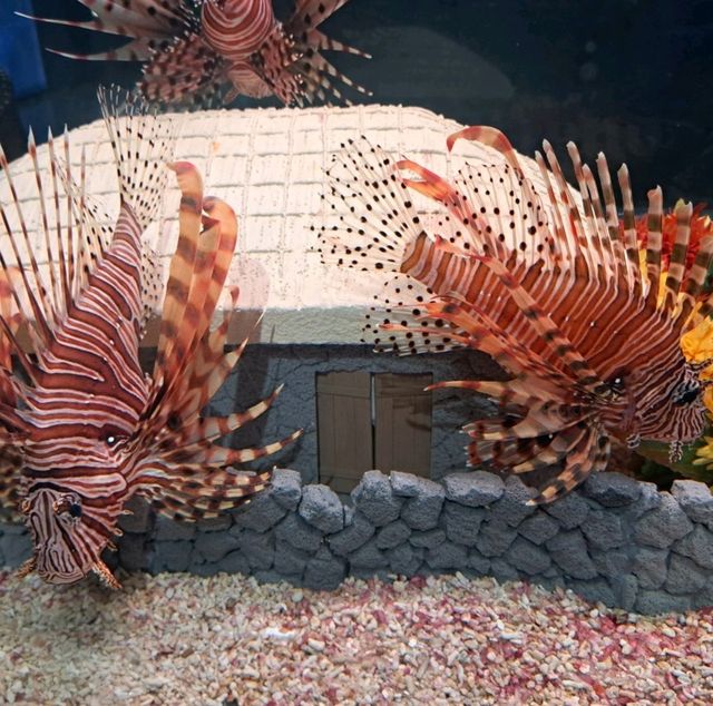 泰迪熊動物王國Teseum🐻濟州島Aqua Planet水族館🐠山茶花之丘🌻🌞旅遊景點介紹👍